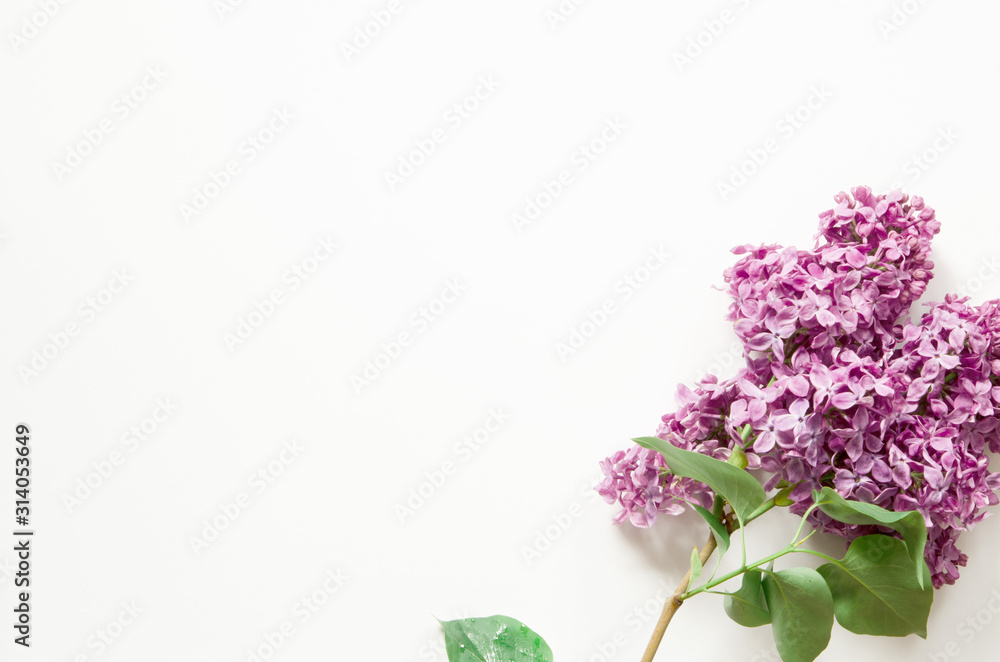 Obraz premium Lilac flowers on white background. Spring flowers. Top view, flat lay, copy space. - Image