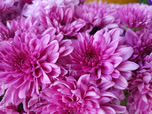 pink chrysanthemum