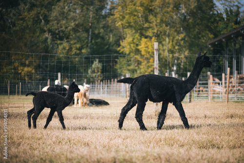 Black alpaca in the corral © Paolo Bernardotti
