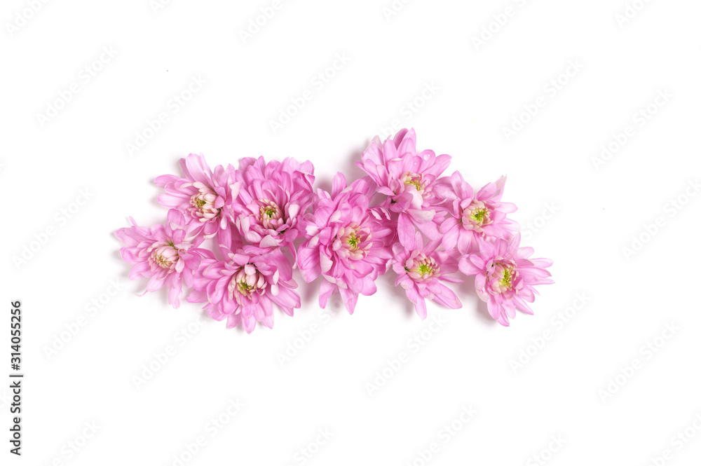 Floral composition of pink chrysanthemum Floral composition of pink chrysanthemum
