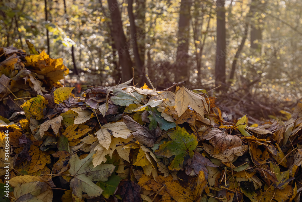 Pile of autumn leaves in the forest
