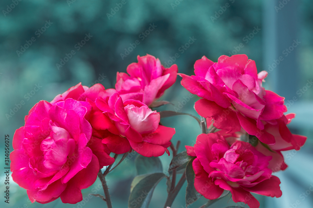 Fototapeta premium Beautiful pink roses flowers in garden close up. Tinted effect