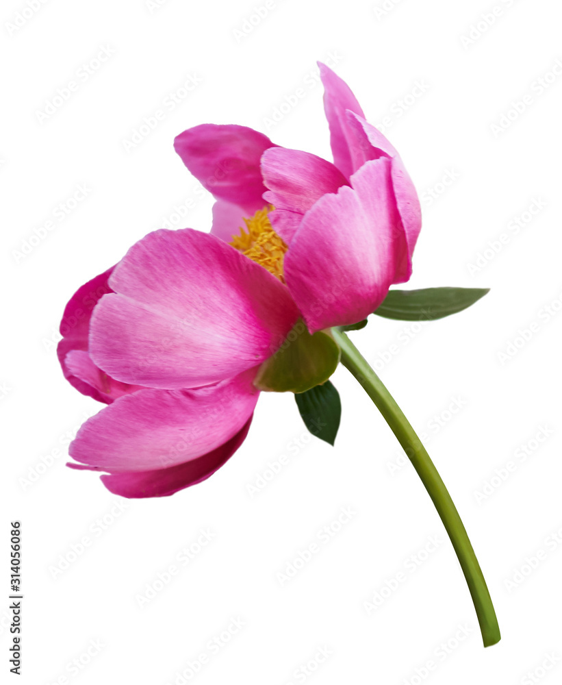 Beautiful peony flower on white background. Pink flower isolated. Beautiful peony flower on white background. Pink flower isolated.