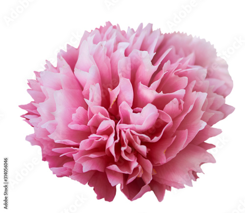 Beautiful peony flower on white background. Pink flower isolated.