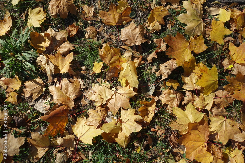 Amber yellow fallen leaves of maple on green grass from above Amber yellow fallen leaves of maple on green grass from above