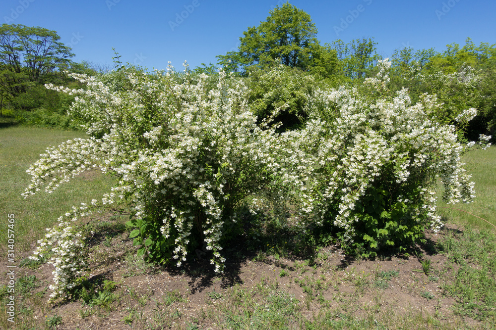 Pair of blossoming shrubs of littleleaf mock orange in May