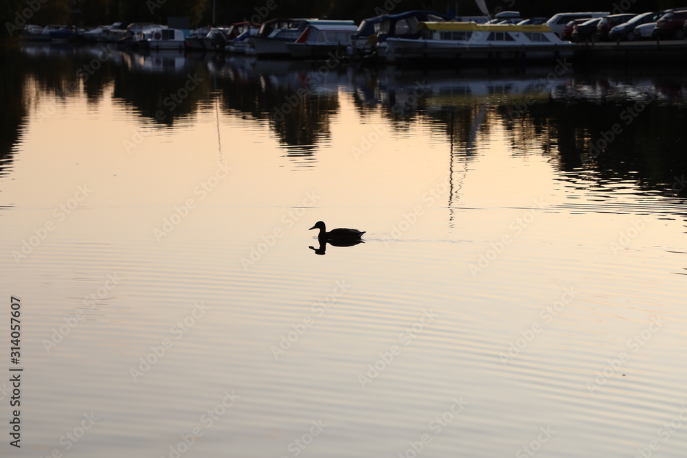 duck on still waters at sunset