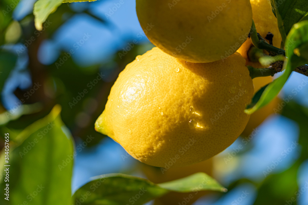 Lemons are planted on tree in Fukuoka city, JAPAN.