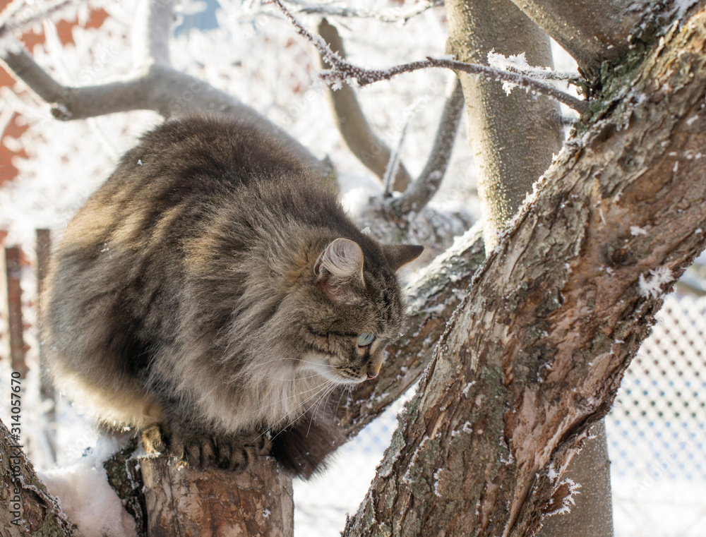 The cat is sitting on a tree. Winter. The cat is sitting on a tree. Winter.