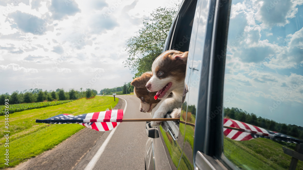 Two cute puppies travel in a car, peek out the window with the U.S