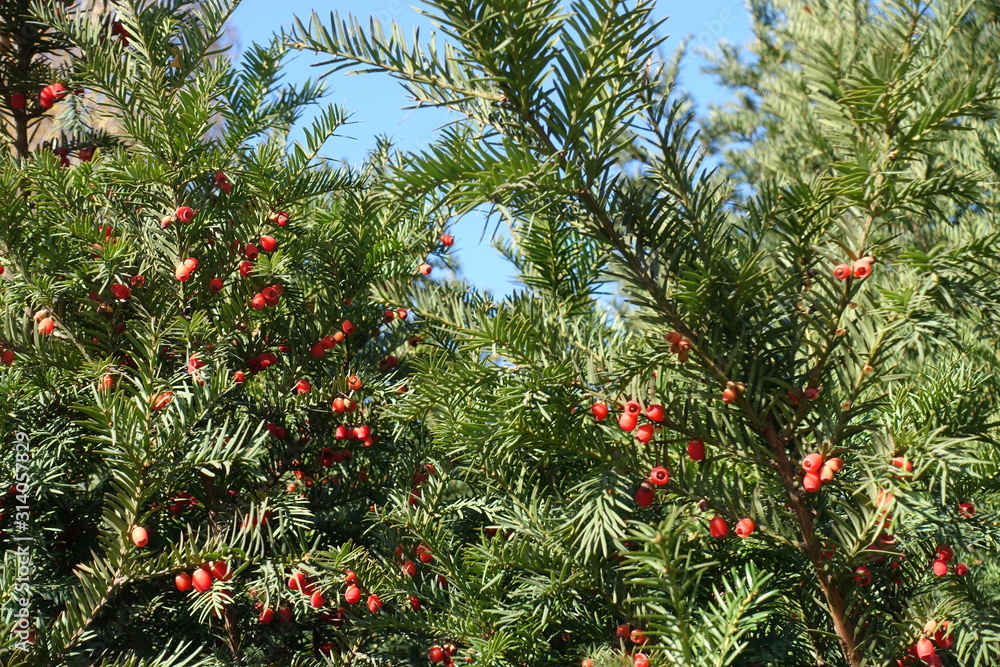 Great quantity of red berries in the leafage of yew against blue sky