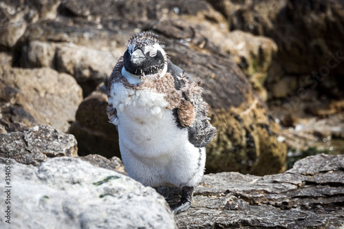 Foto Close up of an African penguin (Spheniscus demersus), juvenile molting into adul
