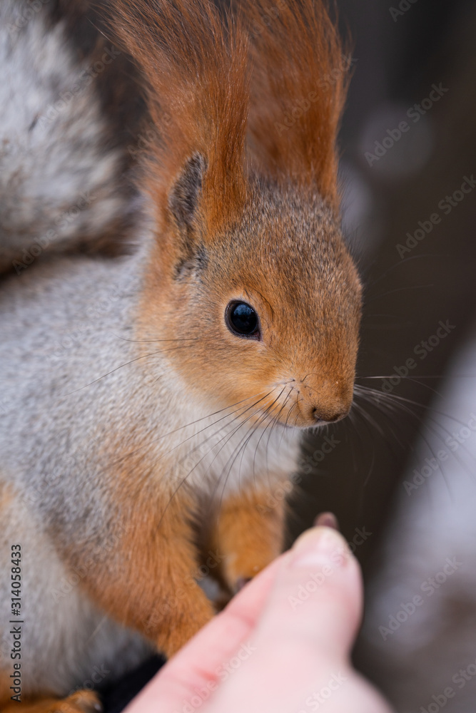 Obraz premium Fluffy wild squirrel from the city park in the winter watching her pine nut offer