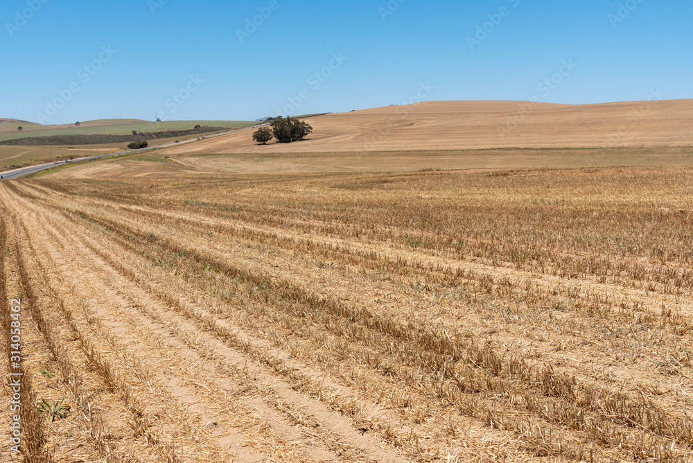 Caledon, Western Cape, South Africa, December 2019.  With the wheat harvest finished some bales remain in this scenic wheatlands area close to Caledon, South Africa.