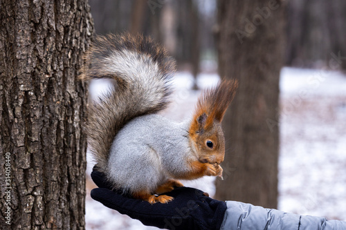 Fluffy wild squirrel from the city park in winter eating pine nuts on the hands of a girl