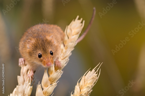 Harvest Mouse tiniest rodent