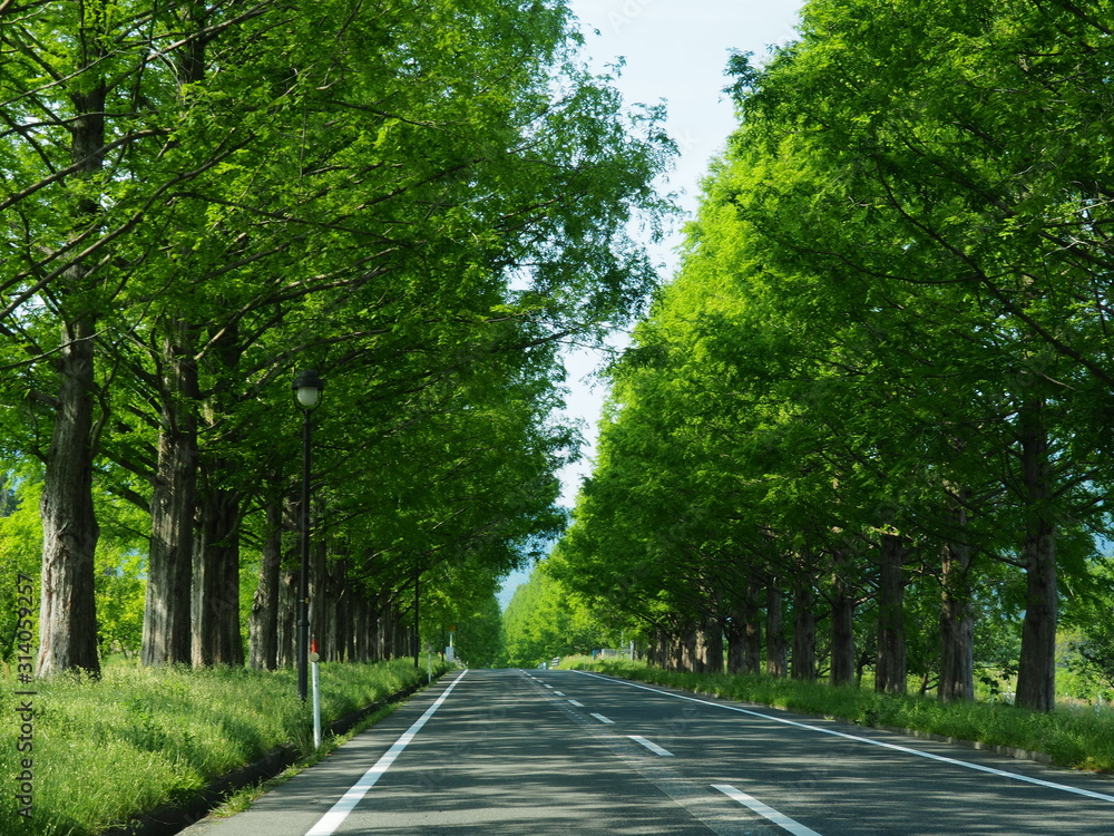Obraz premium 新緑メタセコイア並木