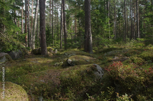 Estonian forest with pine trees and stones