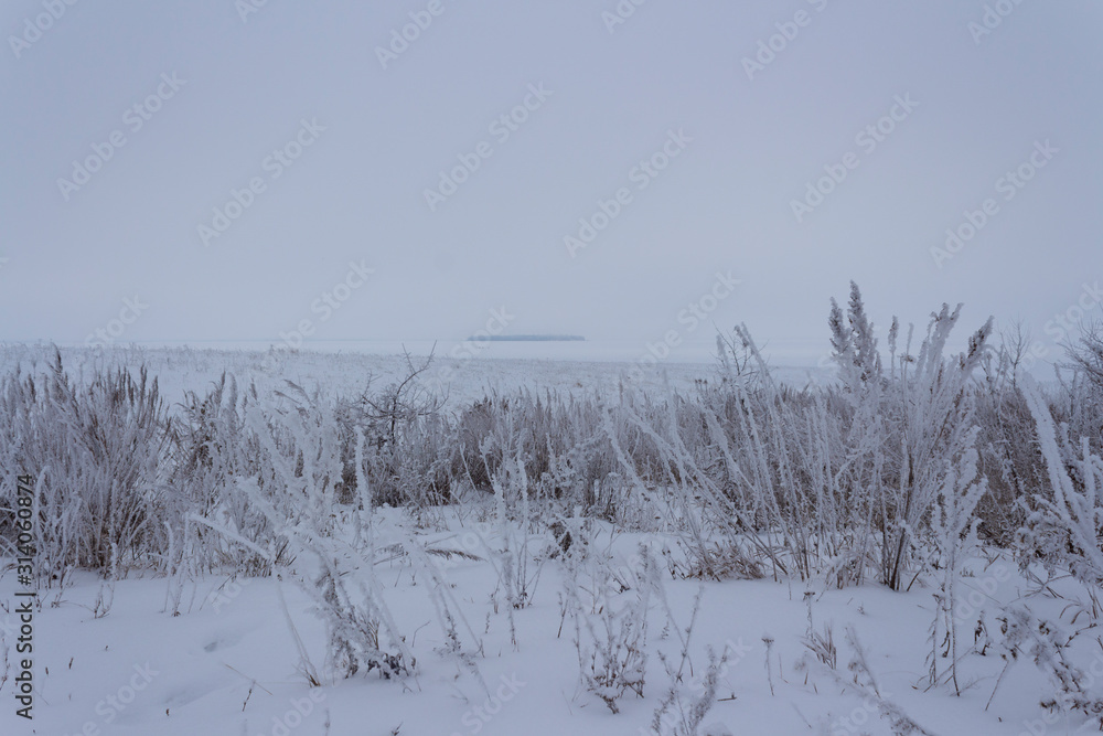 custom made wallpaper toronto digitalDry grass in snow and frost on the banks of a large snow-covered river with an island far away in winter twilight in Russia