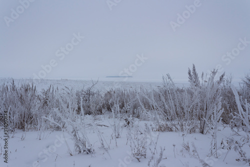 Wallpaper Mural Dry grass in snow and frost on the banks of a large snow-covered river with an island far away in winter twilight in Russia Torontodigital.ca