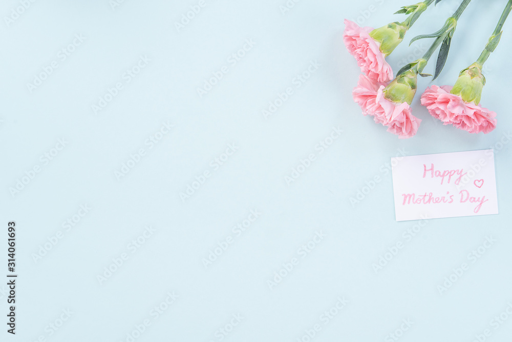 Beautiful, elegant pink carnation flower over bright light blue table background, concept of Mother's Day flower gift, top view, flat lay, overhead Beautiful, elegant pink carnation flower over bright light blue table background, concept of Mother's Day flower gift, top view, flat lay, overhead