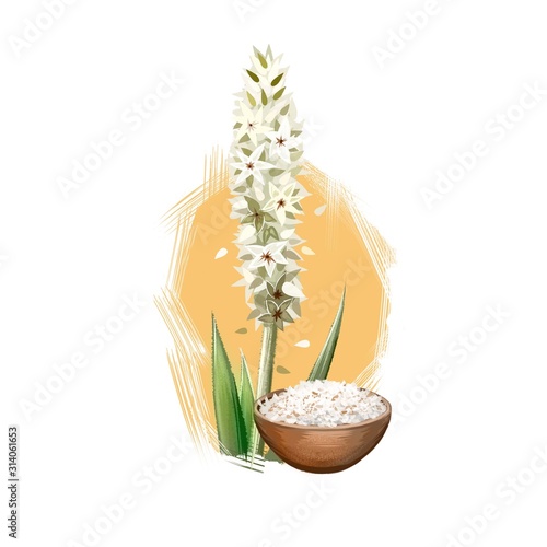 Isabgol Psyllium Husk Plantago ovata ayurvedic herb digital art illustration with text isolated on white. Healthy organic spa plant widely used in treatment, for preparation medicines photo