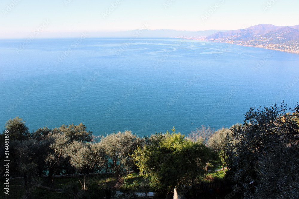 Alberi di olivo sul golfo di Genova con orizzonte e costa Alberi di olivo sul golfo di Genova con orizzonte e costa