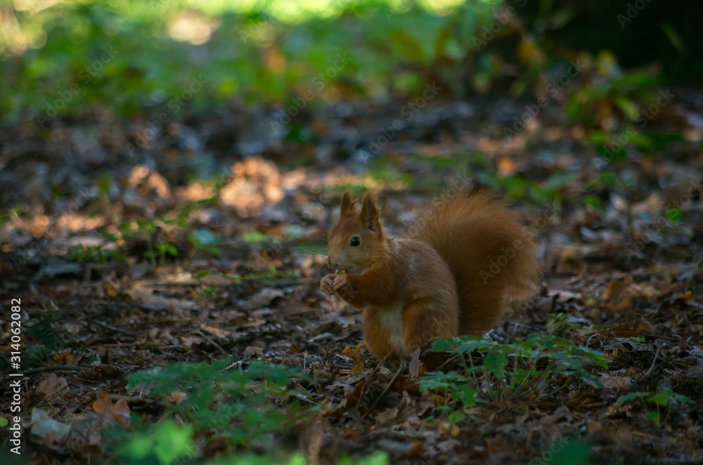 The red squirrel or Eurasian red squirrel (Sciurus vulgaris) is a species of tree squirrel in the genus Sciurus common throughout Eurasia. The red squirrel or Eurasian red squirrel (Sciurus vulgaris) is a species of tree squirrel in the genus Sciurus common throughout Eurasia.