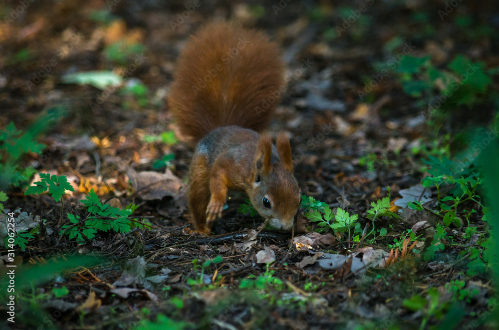 The red squirrel or Eurasian red squirrel (Sciurus vulgaris) is a species of tree squirrel in the genus Sciurus common throughout Eurasia. The red squirrel or Eurasian red squirrel (Sciurus vulgaris) is a species of tree squirrel in the genus Sciurus common throughout Eurasia.
