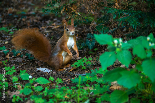 The red squirrel or Eurasian red squirrel (Sciurus vulgaris) is a species of tree squirrel in the genus Sciurus common throughout Eurasia.