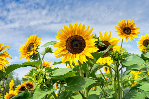 Fototapeta Naklejka Na Ścianę i Meble -  Vibrant sunflowers growing in a country garden.