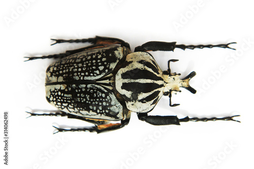 big bug isolated