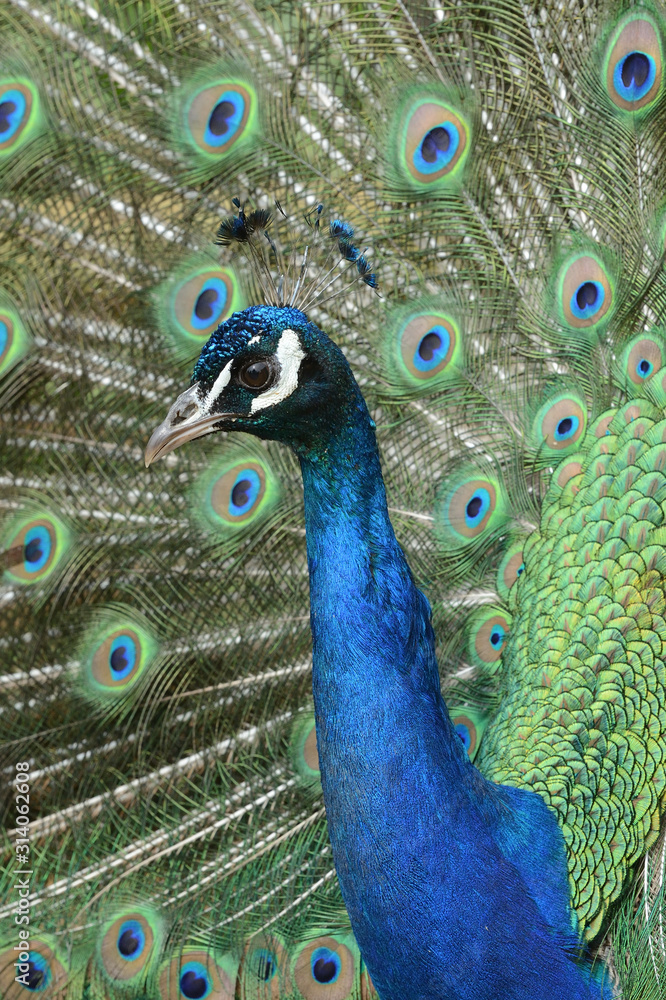 Fototapeta premium peacock