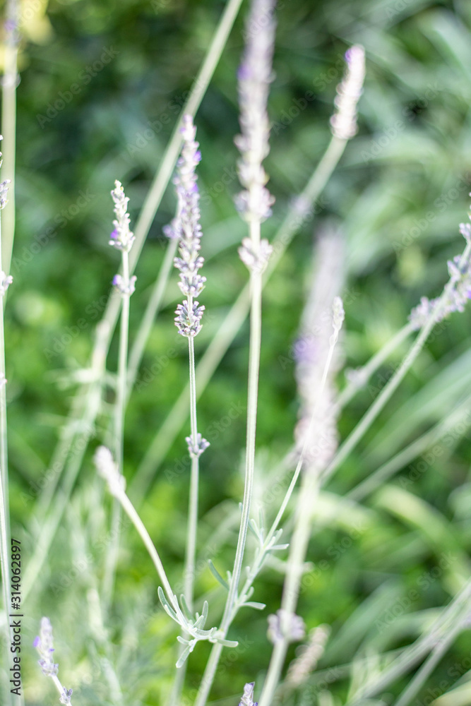 Lavender Bush in tones of purple in a cottage garden Lavender Bush in tones of purple in a cottage garden