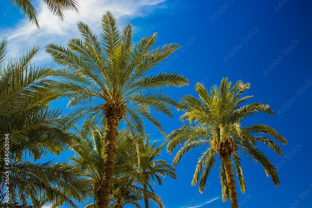 palm plantation trees vivid green leaves and blue sky background sunny tropic south scenery landscape summer time photography, copy space