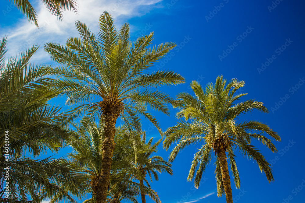 palm plantation trees vivid green leaves and blue sky background sunny tropic south scenery landscape summer time photography, copy space palm plantation trees vivid green leaves and blue sky background sunny tropic south scenery landscape summer time photography, copy space