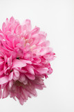 pink bouquet of flowers for March 8, birthday, Valentine's day