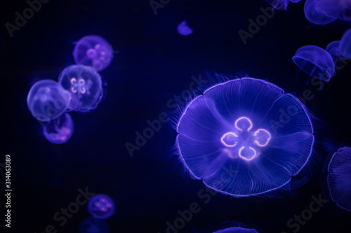 Jellyfishes in the water  sea animals concept