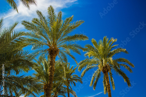 palm plantation trees vivid green leaves and blue sky background sunny tropic south scenery landscape summer time photography  copy space