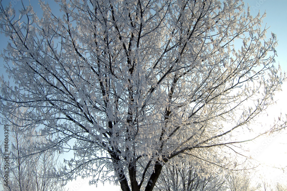 Trees loaded with snow Trees loaded with snow