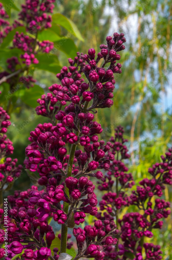 Syringa vulgaris (lilac or common lilac) is a species of flowering plant in the olive family Oleaceae, native to the Balkan Peninsula, where it grows on rocky hills. Syringa vulgaris (lilac or common lilac) is a species of flowering plant in the olive family Oleaceae, native to the Balkan Peninsula, where it grows on rocky hills.