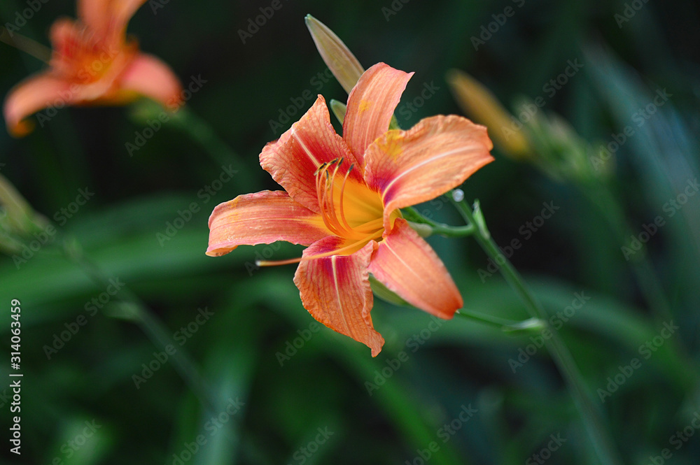 Bright orange lily flowers in the sunny garden.