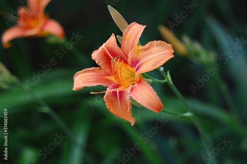 Bright orange lily flowers in the sunny garden. © kalfa