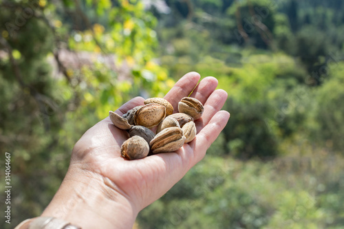 ripe raw almonds with a nutshell in a woman's hand.