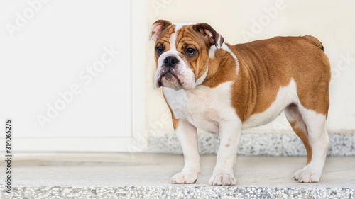 Red-haired English Bulldog puppy with white color close-up portrait on the doorstep of the house, waiting for the owner