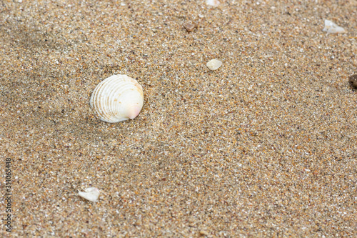 Shells found on the beach 