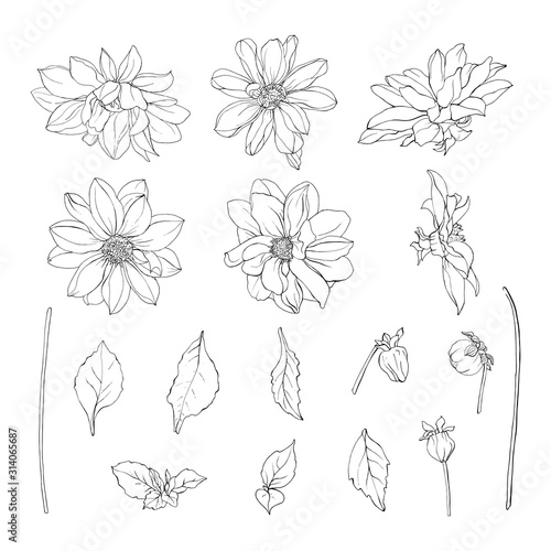 Floral set of black outline flowers dahlias, branch and leaves. Isolated on white. Hand drawn. For floral design, prints, greeting card, textiles, invitations. Vector stock illustration.