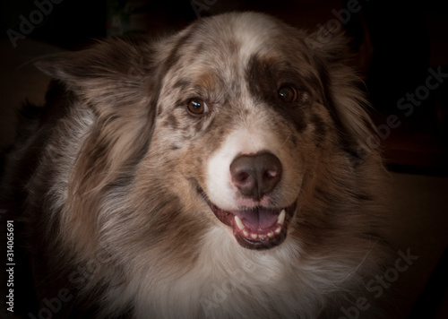 Hund Australian Shepherd