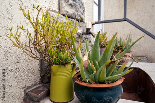 Fotografie, Obraz close up succulents in pots in the backyard