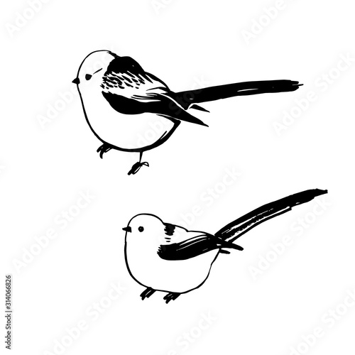Drawing of long-tailed Tits on a white background, drawn by hand, vector graphics. Aegithalos caudatus.